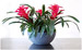 Bromeliad Bowl