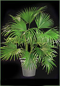 Chinese Fan Palm