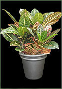 Croton