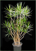 Dracaena Marginata