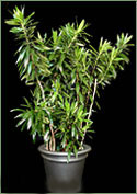 Dracaena Reflexa