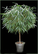 Ficus Alii