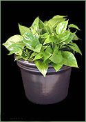 Jade Pothos