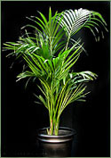 Kentia Palm