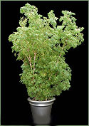 Ming Aralia