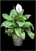 Peace Lily