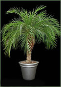 Pygmy Date Palm