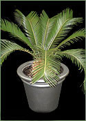 Sago Palm