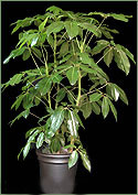 Schefflera