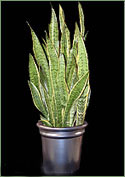 Snake Plant