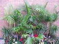 A close-up of a live tropical plant vignette that includes chinese fan palms, majesty palms and yucca canes.  Color was added by enhancing the live plant display with artificial flowers.