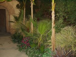 Tropical Garden